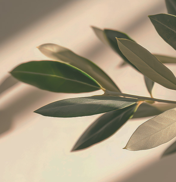misty morning sunlight filtering through green leaves creating a serene natural atmosphere with two layers of foliage
