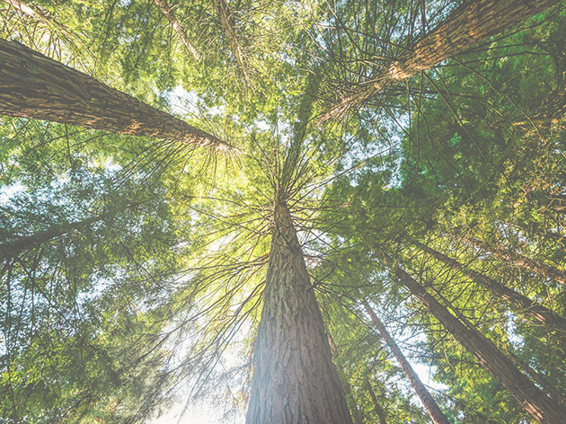 looking up at tall trees with lush green leaves creating a natural canopy beneath sunlight showcasing three trees in a serene forest setting